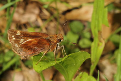 Zabulon Skipper ♀