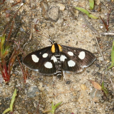 Hodges#4958 * White-spotted Sable Moth * Anania funebris glomeralis