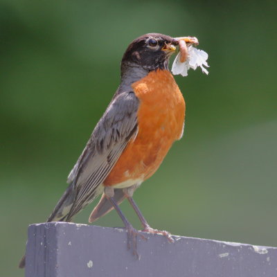 American Robin