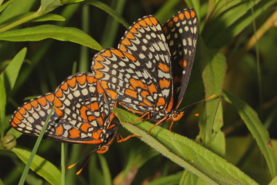 Baltimore Checkerspot