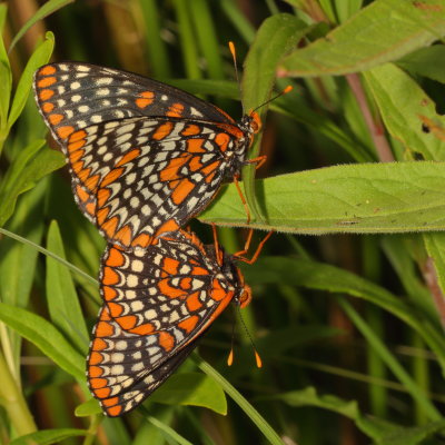 Baltimore Checkerspots