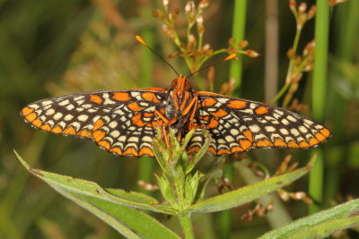 Baltimore Checkerspot