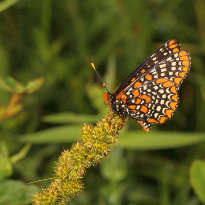 Baltimore Checkerspot