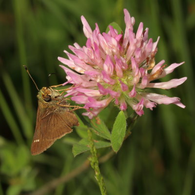 Dun Skipper