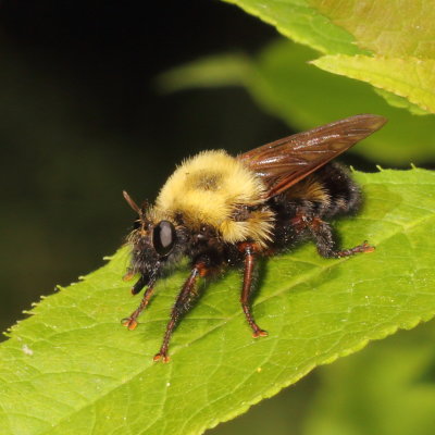 Laphria thoracica