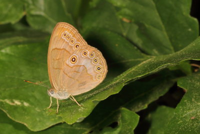 Appalachian Brown