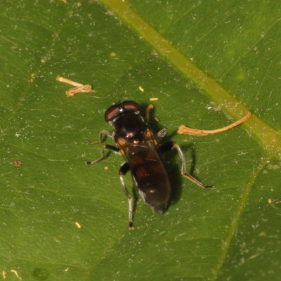 Genus Xylota (probably quadrimaculata) ♀