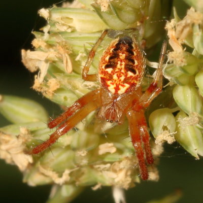 Neoscona arabesca - subadult