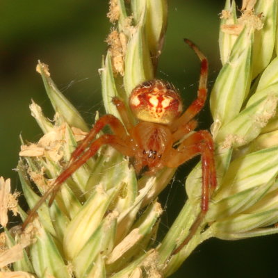 Neoscona arabesca - subadult