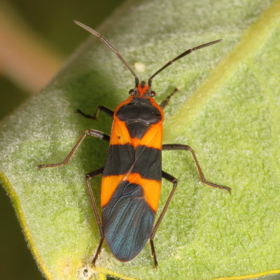 Oncopeltus fasciatus * Large Milkweed Bug