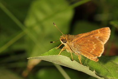 Little Glassywing