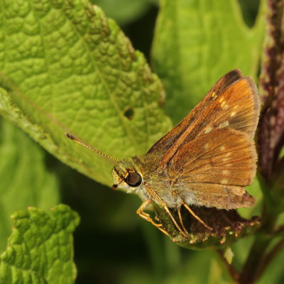 Little Glassywing