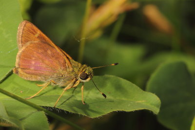 Little Glassywing
