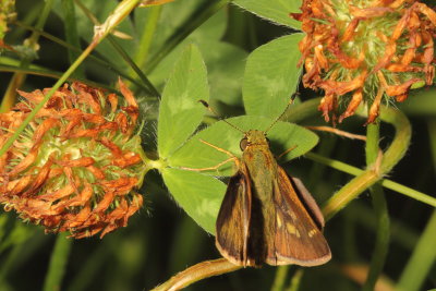 Little Glassywing ♂