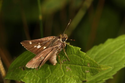 Little Glassywing ♀