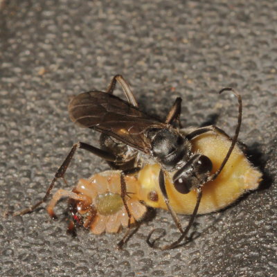 Spider Wasp with Trochosa sp