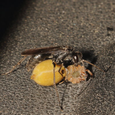 Spider Wasp with Trochosa sp