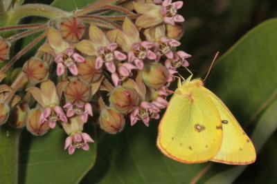 Clouded Sulphur