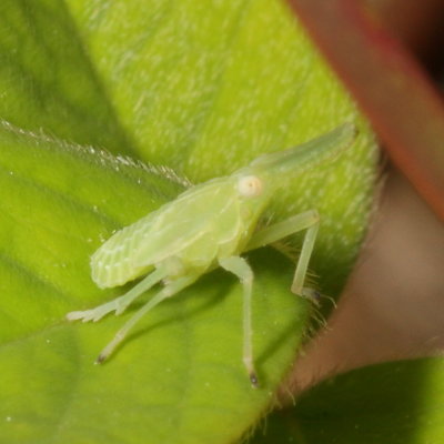 Genus Scolops nymph