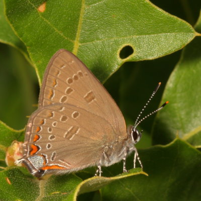 Edwards' Hairstreak