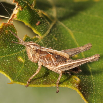 Orphulella pelidna * Spotted-winged Grasshopper ♂