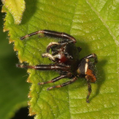 Phidippus clarus