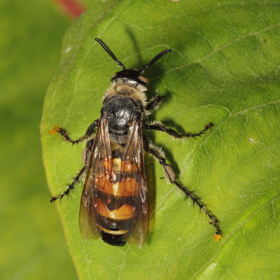 Dielis plumipes plumipes * Feather-legged Scoliid Wasp
