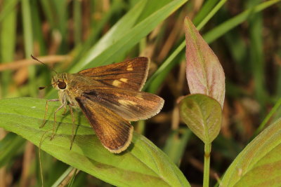 Little Glassywing