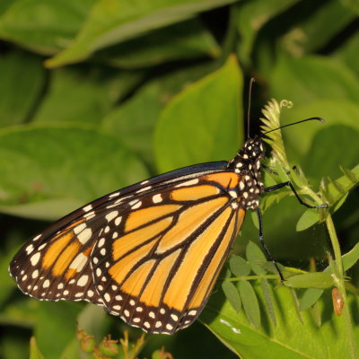 Monarch