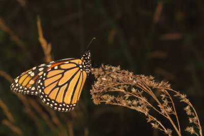 Monarch