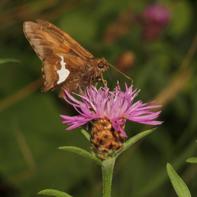 Silver-spotted Skipper