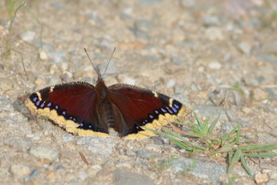 Mourning Cloak