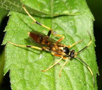 Polytribax contiguus