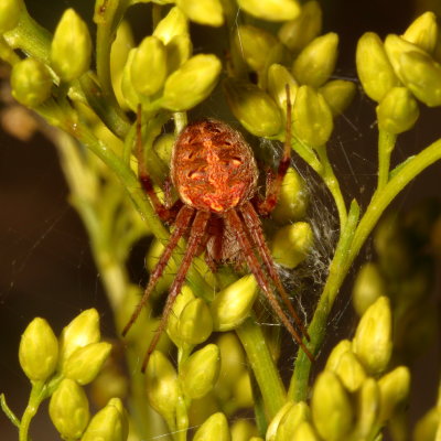 Arabesque Orbweaver