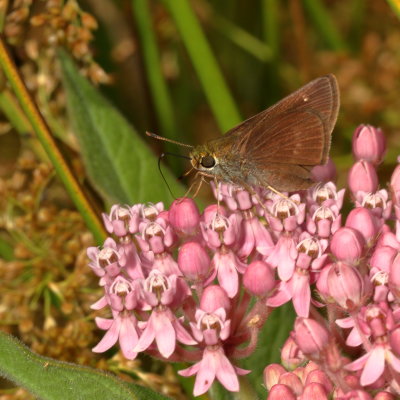 Dun Skipper