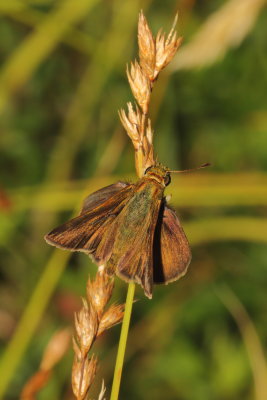 Dun Skipper ♂