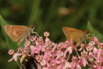 Dun Skippers