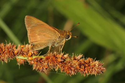 Dun Skipper