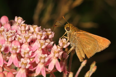 Dun Skipper