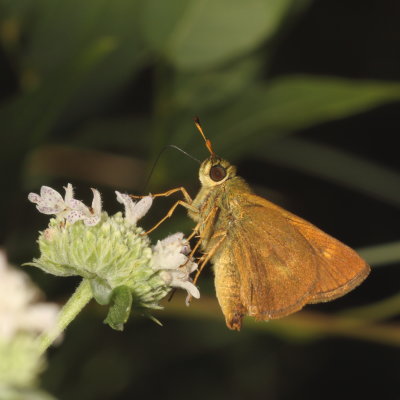 Dun Skipper