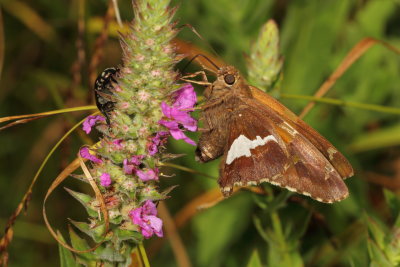 Silver-spotted Skipper