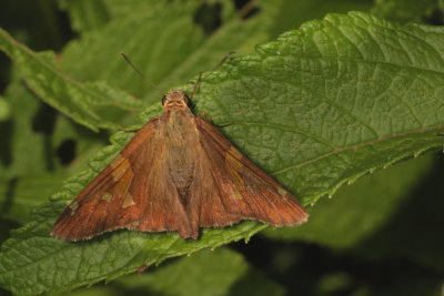 Silver-spotted Skipper
