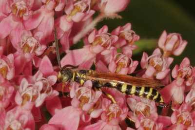 Five-banded Thynnid Wasp * Myzinum quinquecinctum ♂