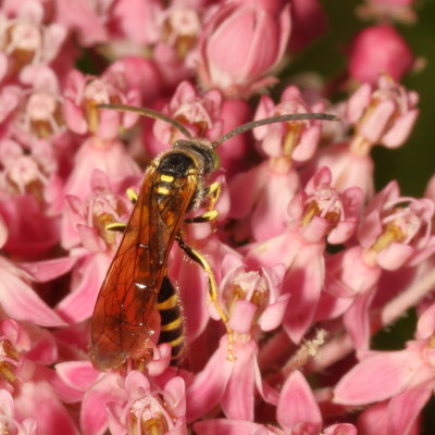 Five-banded Thynnid Wasp * Myzinum quinquecinctum ♂