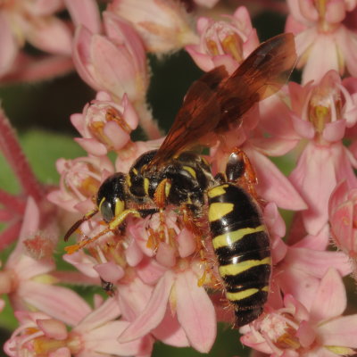 Five-banded Thynnid Wasp * Myzinum quinquecinctum ♀