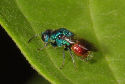 Pseudomalus auratus