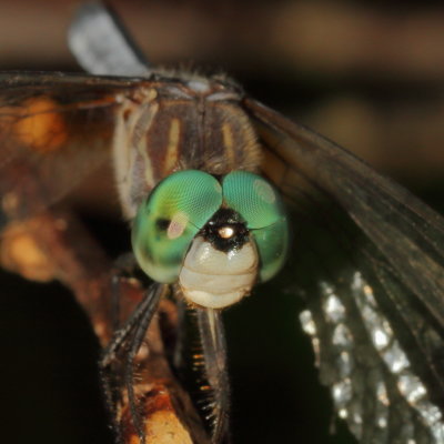 Blue Dasher ♂