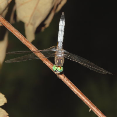 Blue Dasher ♂