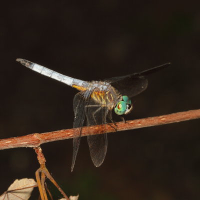 Blue Dasher ♂