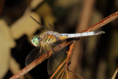 Blue Dasher ♂